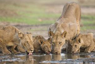 Mana Pools National Park